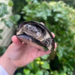 African Mud Turtle Adults (Pelusios castaneus)