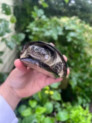 African Mud Turtle Adults (Pelusios castaneus)
