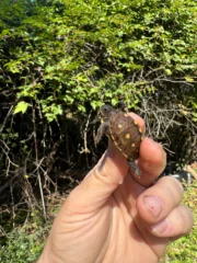 Hi Color Yellow Baby Eastern Box Turtle #6 (Terrapene carolina) - Image 2