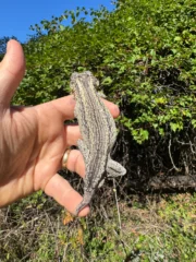 Gargoyle Gecko Adult Male #1 (Rhacodactylus auriculatus) - Image 4
