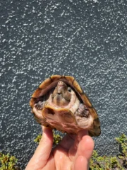 Razor backed Musk Turtle CB Adult Trio #1 (Sternotherus carinatus) - Image 10