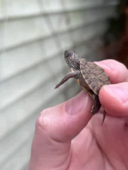 Texas Map Turtle Baby (Graptemus versa) - Image 3