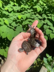 Eastern Painted Turtle Baby (Chrysemys picta) - Image 3