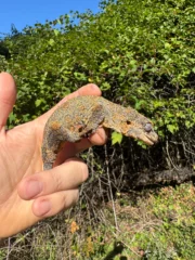 Gargoyle Gecko Adult Female #1 (Rhacodactylus auriculatus) - Image 4