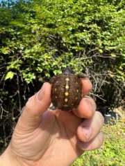 Hi Color Yellow Baby Eastern Box Turtle #6 (Terrapene carolina) - Image 3