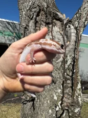 White Out Oreo Zulu African Fat Tailed Gecko Adult Female #1 (Hemitheconyx caudicinctus) - Image 2