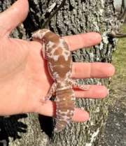 White Out Oreo Zulu African Fat Tailed Gecko Adult Female #1 (Hemitheconyx caudicinctus) - Image 4