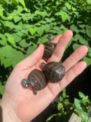 Eastern Painted Turtle Baby (Chrysemys picta) - Image 4