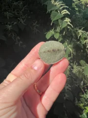 Cagle's Map Turtle Baby (Graptemus caglei) - Image 2