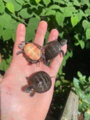 Eastern Painted Turtle Baby (Chrysemys picta) - Image 2