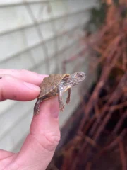 Texas Map Turtle Baby (Graptemus versa) - Image 2