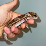 White Out Oreo African Fat Tailed Gecko Adult Female #1 (Hemitheconyx caudicinctus)