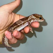 White Out Oreo African Fat Tailed Gecko Adult Female #1 (Hemitheconyx caudicinctus)
