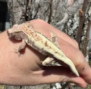Frappucino Crested Gecko Juvenile #2 (Correlophus ciliatus) - Image 4