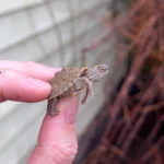 Texas Map Turtle Baby (Graptemus versa)