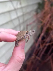 Texas Map Turtle Baby (Graptemus versa)