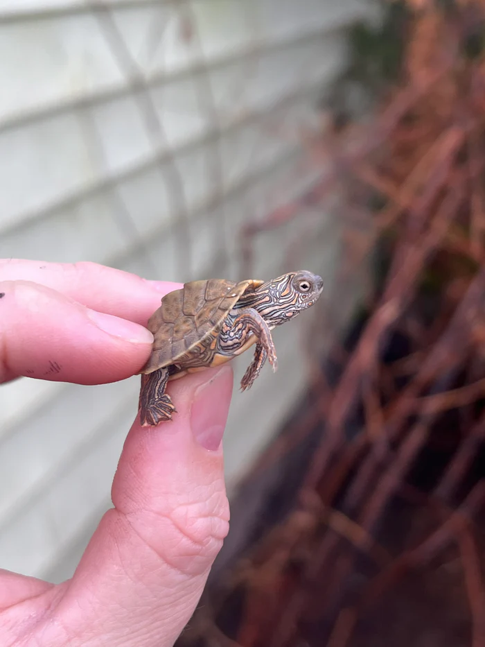 16AFFF6E-A254-4823-80FB-C318C4B1D3D4_700x Texas Map Turtle Baby (Graptemus versa) - Image 1