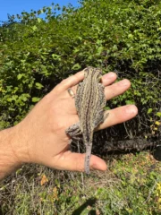 Gargoyle Gecko Adult Female #3 (Rhacodactylus auriculatus) - Image 4