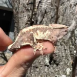 Gargoyle Gecko Adult Female #3 (Rhacodactylus auriculatus)