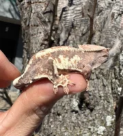 Gargoyle Gecko Adult Female #3 (Rhacodactylus auriculatus)