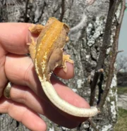 Frappucino Crested Gecko Juvenile #3 (Correlophus ciliatus) - Image 5