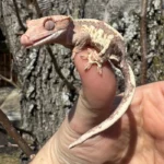 Frappucino Crested Gecko Juvenile #1 (Correlophus ciliatus)