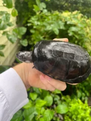 African Mud Turtle Adults (Pelusios castaneus) - Image 3