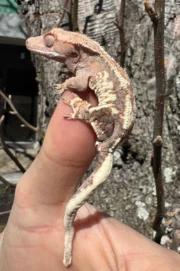 Frappucino Crested Gecko Juvenile #1 (Correlophus ciliatus) - Image 3