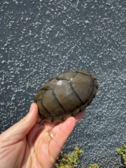 Razor backed Musk Turtle CB Adult Trio #1 (Sternotherus carinatus) - Image 7