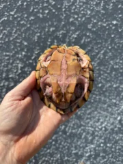 Razor backed Musk Turtle CB Adult Trio #1 (Sternotherus carinatus) - Image 5