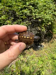 Hi Color Yellow Baby Eastern Box Turtle #6 (Terrapene carolina) - Image 4