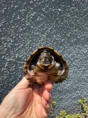 Razor backed Musk Turtle CB Adult Trio #1 (Sternotherus carinatus) - Image 6
