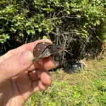 Hi Color Yellow Baby Eastern Box Turtle #6 (Terrapene carolina)