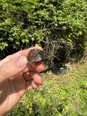 Hi Color Yellow Baby Eastern Box Turtle #6 (Terrapene carolina)