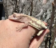 Frappucino Crested Gecko Juvenile #2 (Correlophus ciliatus) - Image 2