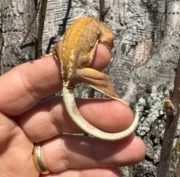 Frappucino Crested Gecko Juvenile #3 (Correlophus ciliatus) - Image 2
