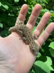 Saint Martin Giant Spotted Geckos (Thecadactylus oskrobapreinorum) - Image 2