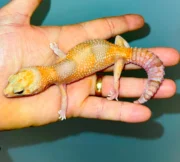 Albino Tangerine African Fat Tailed Gecko Adults (Hemitheconyx caudicinctus) - Image 2