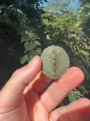 Cagle's Map Turtle Baby (Graptemus caglei) - Image 6