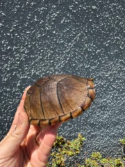 Razor backed Musk Turtle CB Adult Trio #1 (Sternotherus carinatus) - Image 11