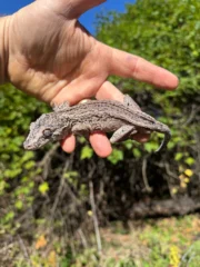 Gargoyle Gecko Adult Male #2 (Rhacodactylus auriculatus) - Image 3