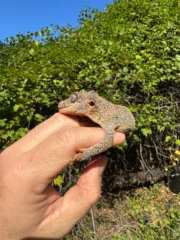 Gargoyle Gecko Adult Female #1 (Rhacodactylus auriculatus)