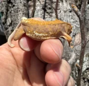 Frappucino Crested Gecko Juvenile #3 (Correlophus ciliatus) - Image 3