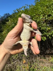 Gargoyle Gecko Adult Male #1 (Rhacodactylus auriculatus) - Image 5