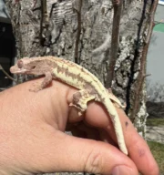 Frappucino Crested Gecko Juvenile #2 (Correlophus ciliatus) - Image 3