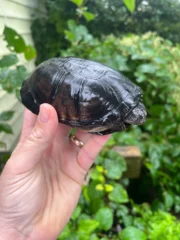 African Mud Turtle Adults (Pelusios castaneus) - Image 4