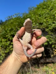 Gargoyle Gecko Adult Male #2 (Rhacodactylus auriculatus) - Image 2
