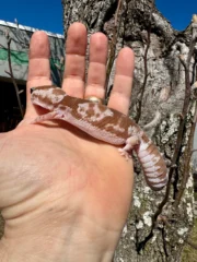 White Out Oreo Zulu African Fat Tailed Gecko Adult Female #1 (Hemitheconyx caudicinctus) - Image 6