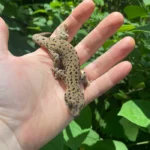 Saint Martin Giant Spotted Geckos (Thecadactylus oskrobapreinorum)