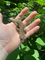 Saint Martin Giant Spotted Geckos (Thecadactylus oskrobapreinorum)